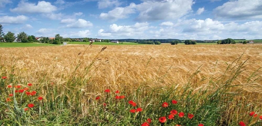 Land- und forstwirtschaftliche Ausgleichsflächen