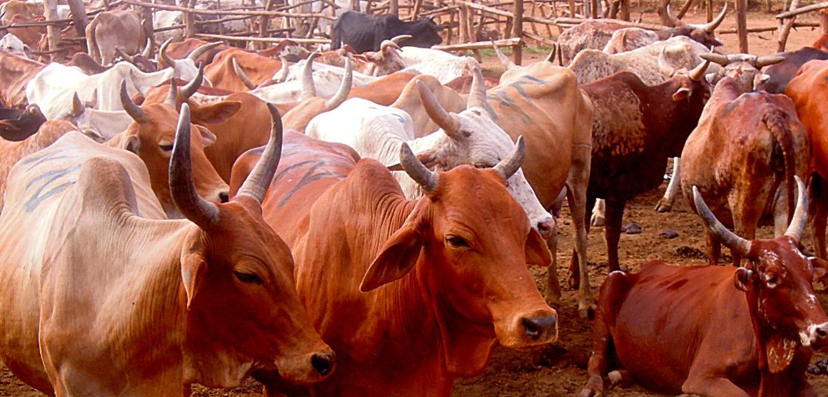Monitoring des Klimavorteils in der Landwirtschaft