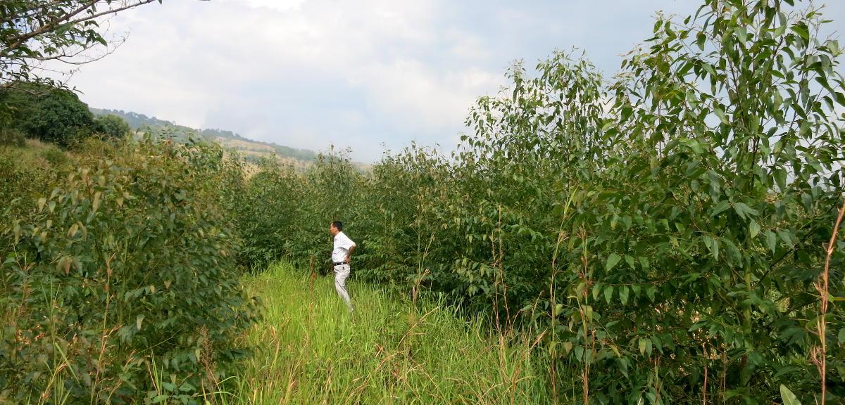 Prüfung des Projekts ländlicher Kohlenstoff in Yunnan