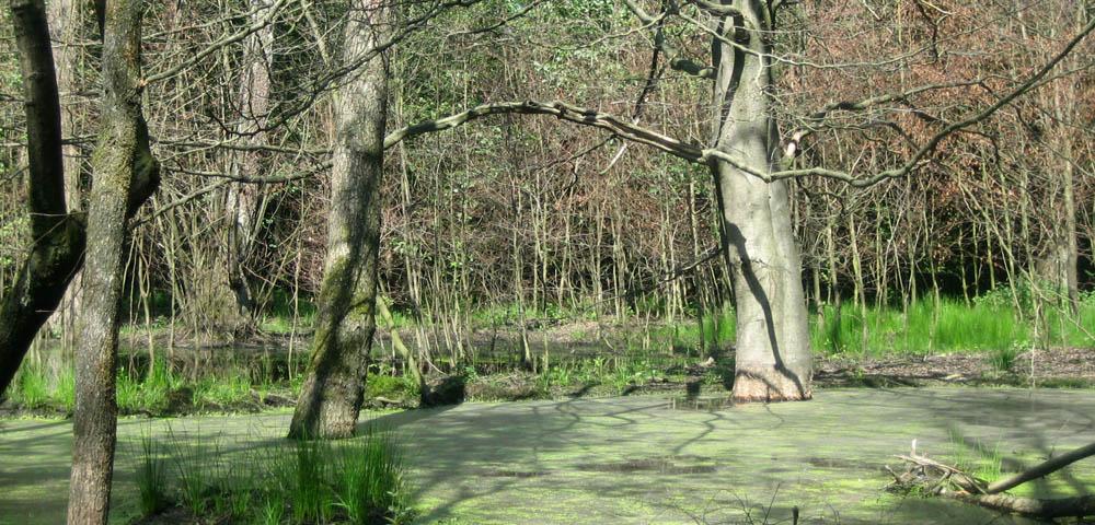 Waldbewertungsverfahren für Naturschutzleistungen