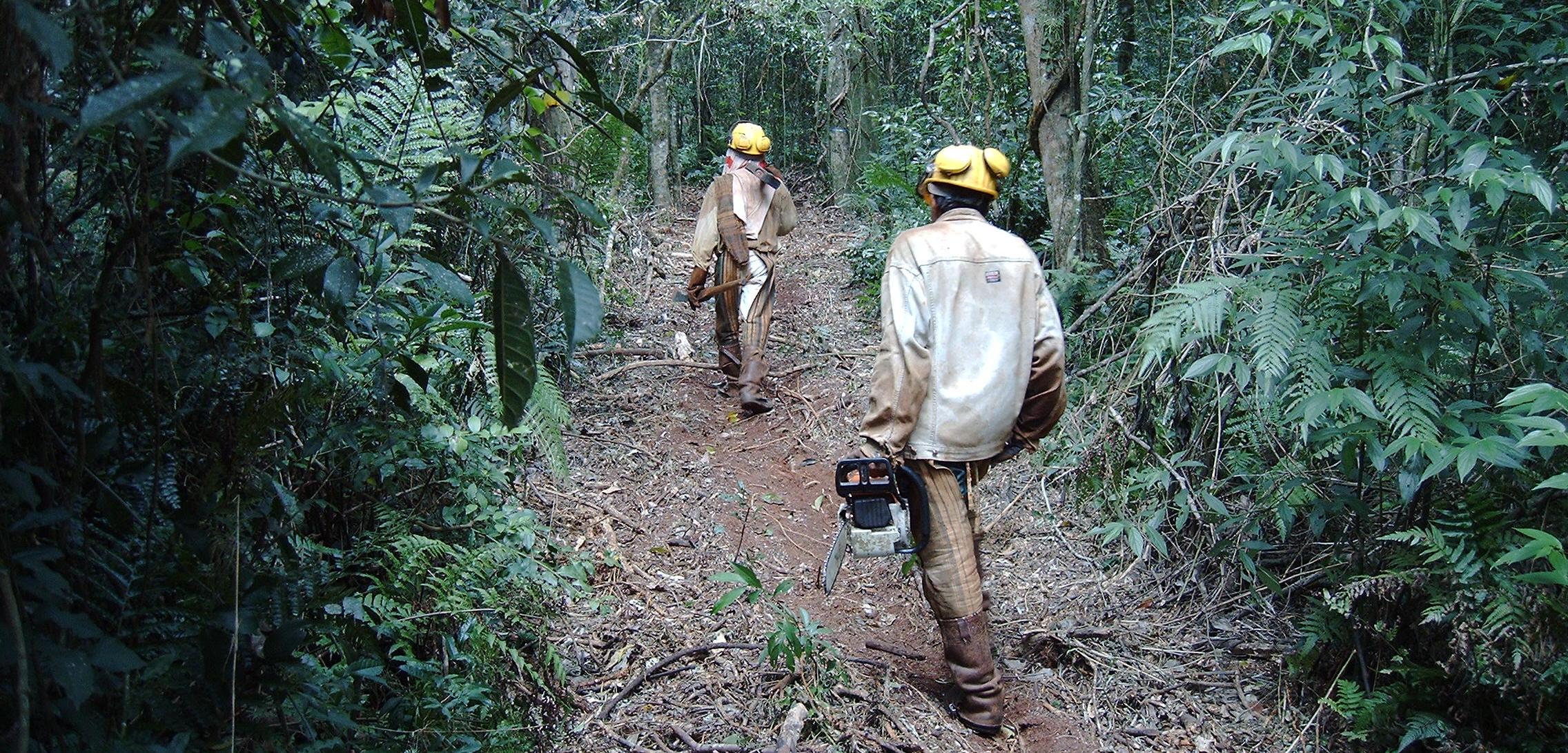 Best practices der Bewirtschaftung tropischer Naturwälder