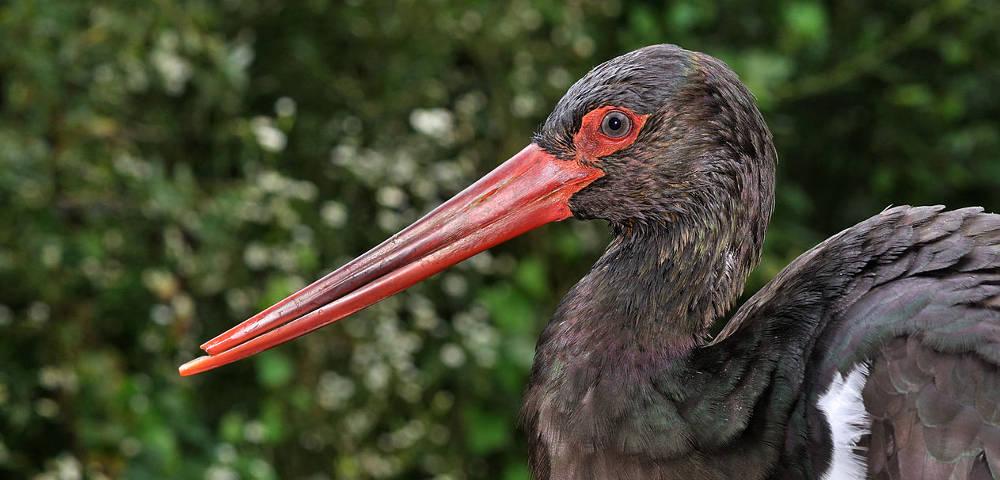 Kartierung von Waldvogelarten, Natura 2000