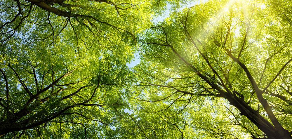 Analyse von Kohlenstoff-Monitoring Tools für FSC Betriebe