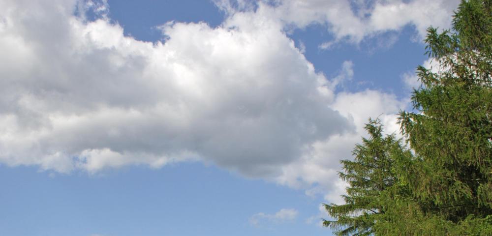 Klimaanpassungsstrategie für Wälder