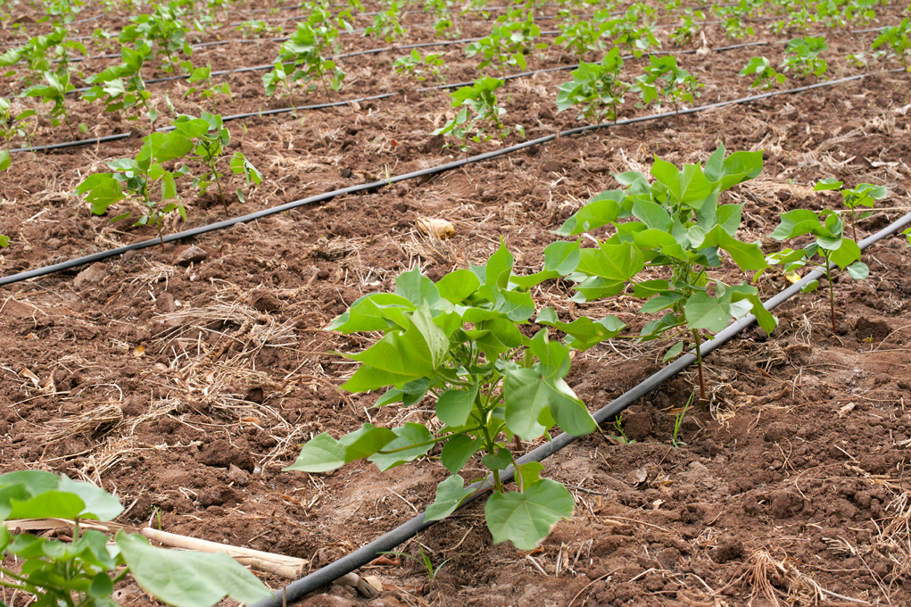 Marktstudie klimainteligente Landwirtschaft