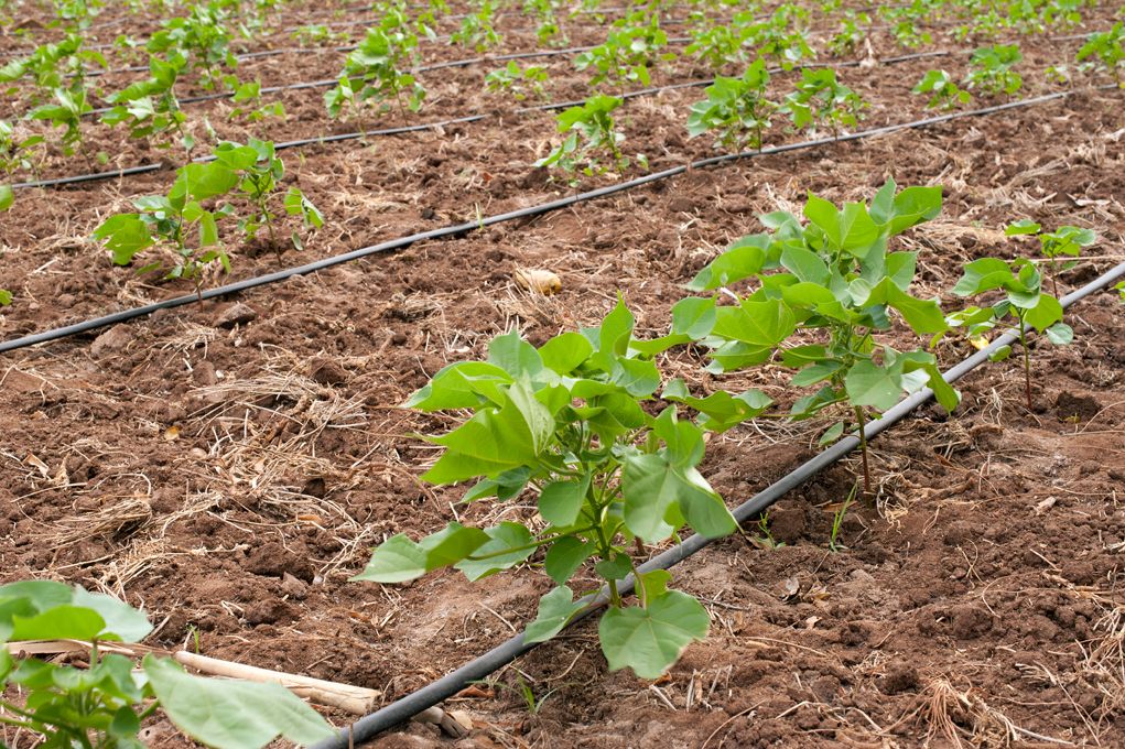 Climate Smart Agriculture Market Study