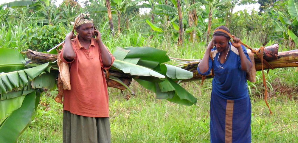 Konzepterstellung für das BioCarbon-Fund Projekt „Green Belt Movement“