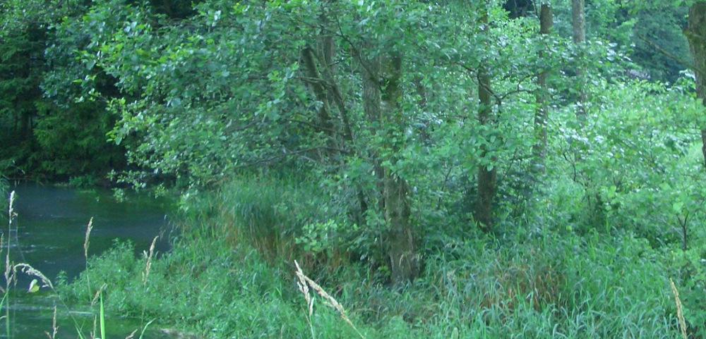 Konzept zur Umsetzung von NATURA 2000 in Wäldern