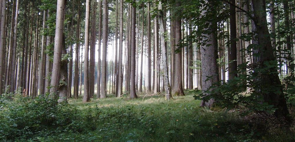 Gemeinschaftswälder in Baden-Württemberg