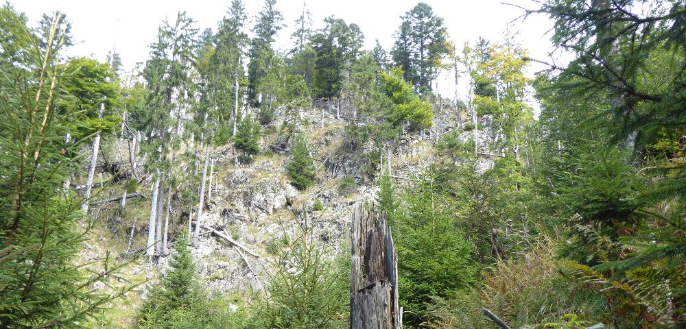 Waldstrukturaufnahme im Bannwald Napf, Südschwarzwald
