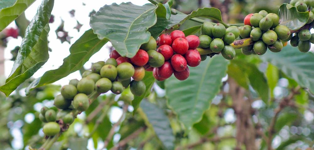 Abschlussevaluierung:  Bildung von Kaffeefarmer Allianzen
