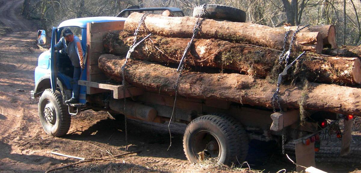 Maßnahmen zur Entwicklung des Forst-Holz-Clusters