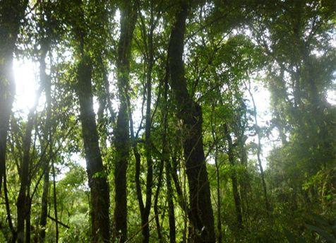 Planung der Waldbewirtschaftung in Campos Morombi