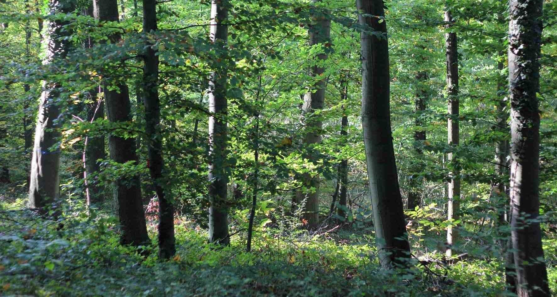 Forest Management Planning in the Black Forest