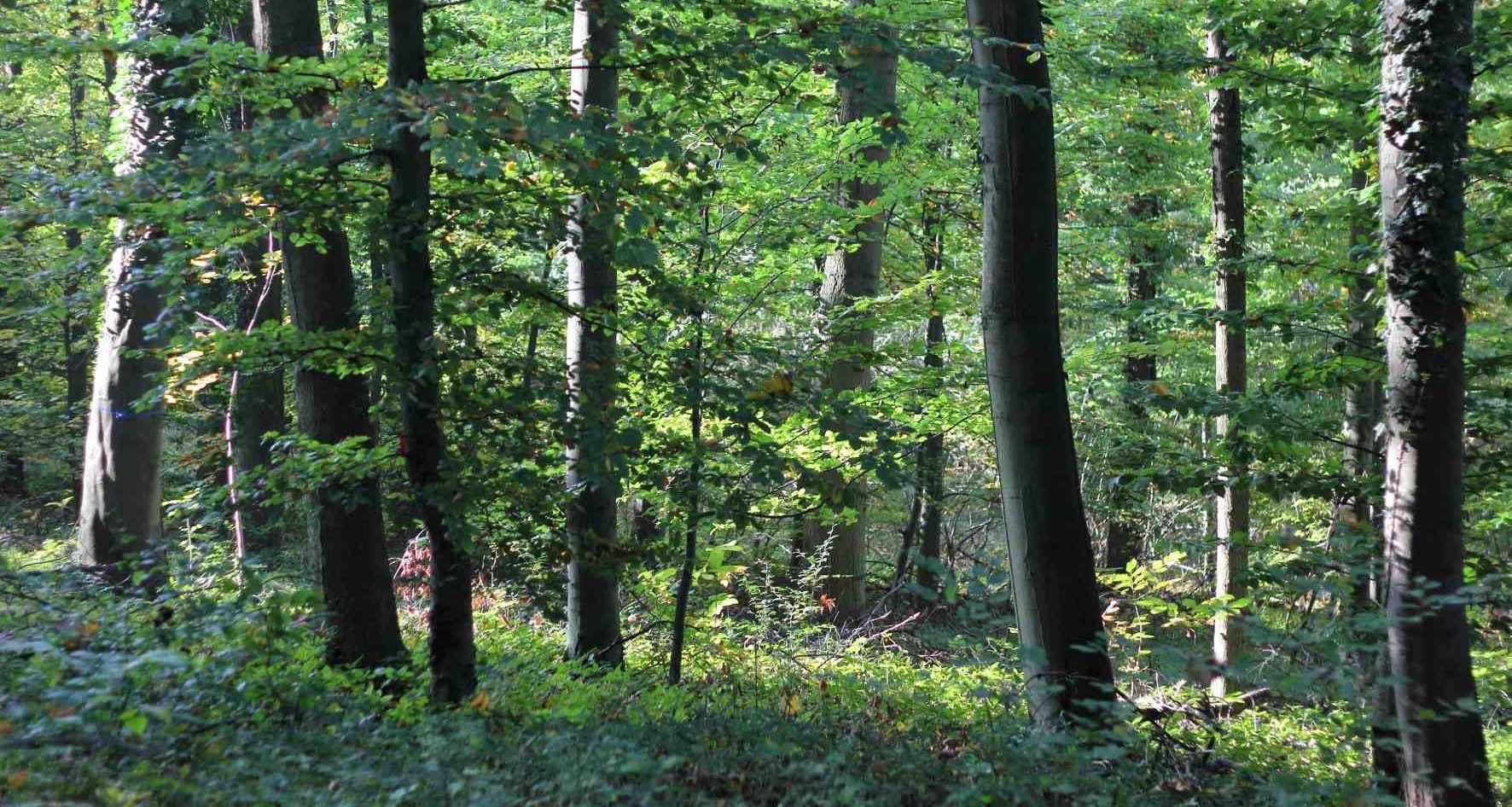 Forsteinrichtung im Schwarzwald