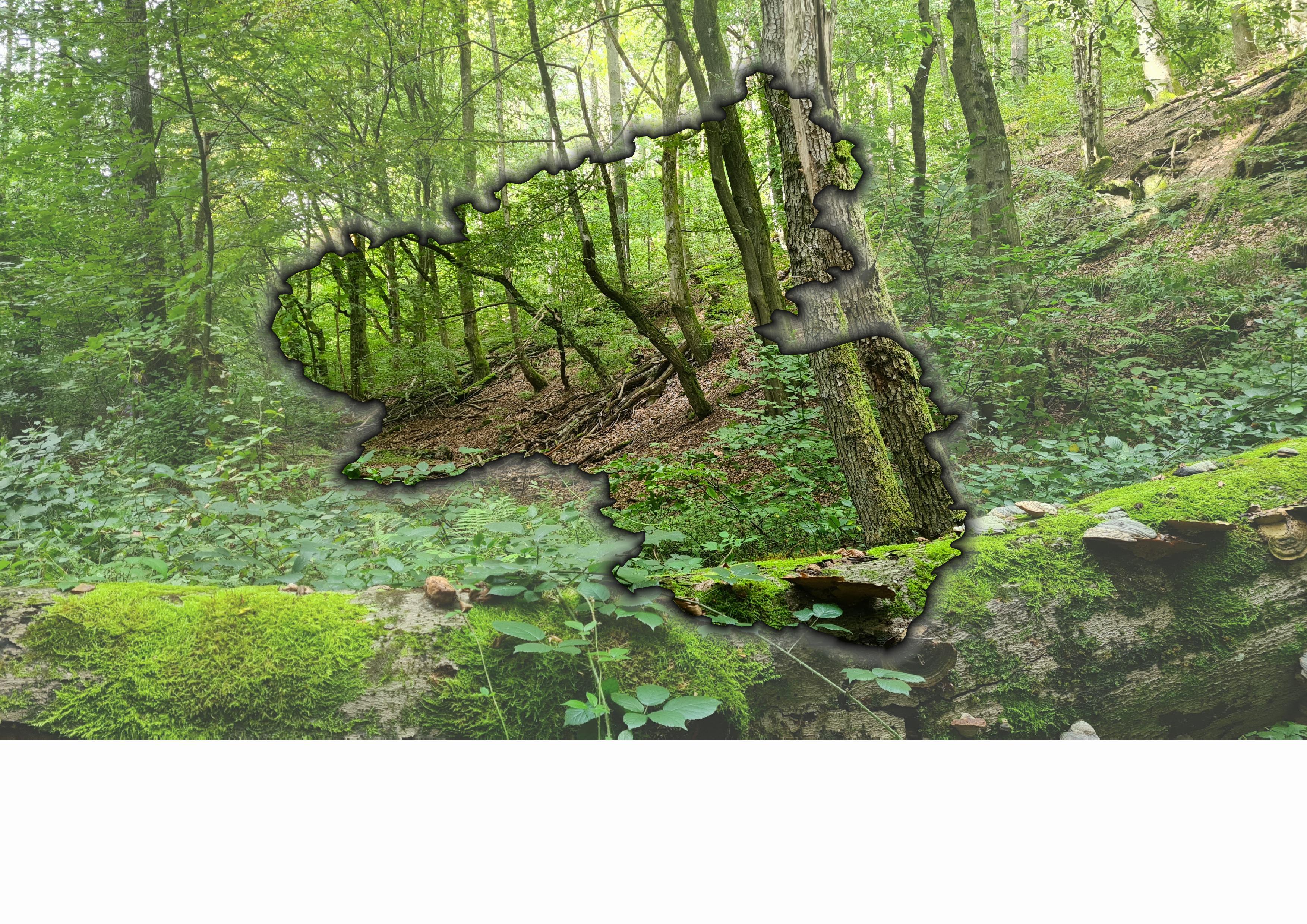 Waldbericht für die egion Rheinland-Pfalz