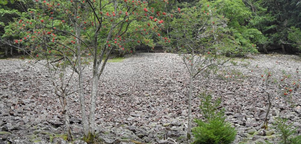 Waldstrukturaufnahme in Bannwäldern und Kernzonen