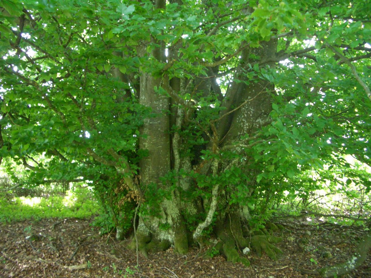 Waldstrukturkartierung im Biosphärengebiet Schwäbische Alb