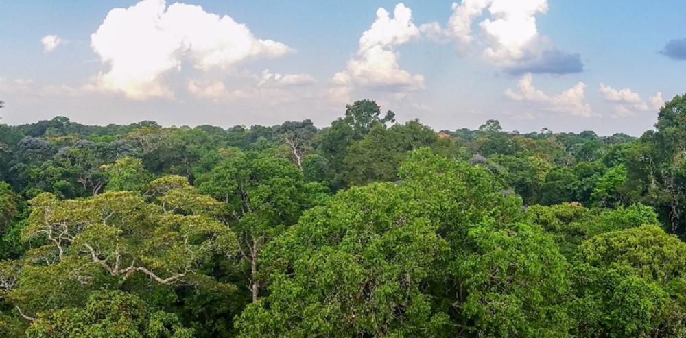 Improve Management of the Bossématié Nature Reserve