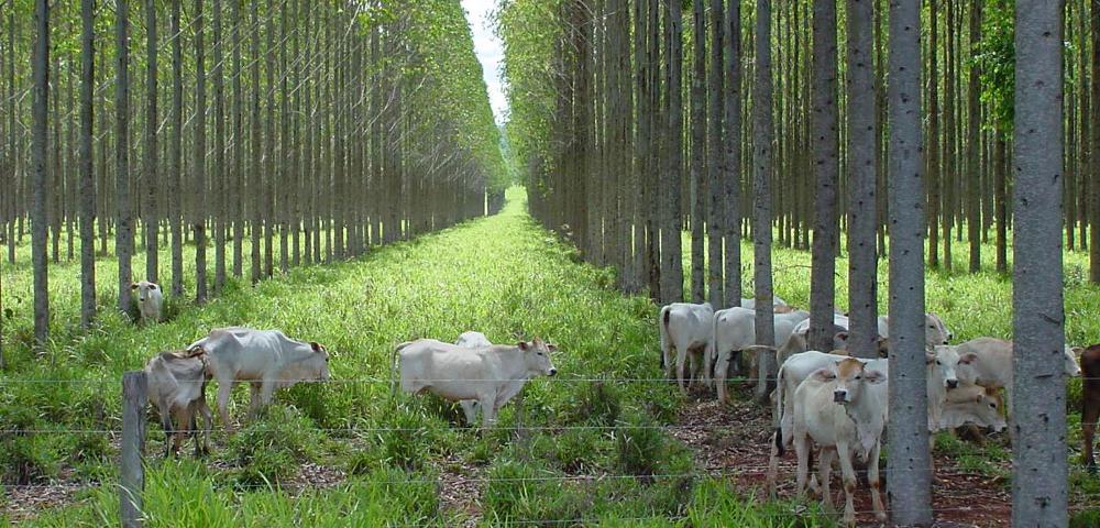 Forstbetriebs-Management von 13.500 ha Produktionswald
