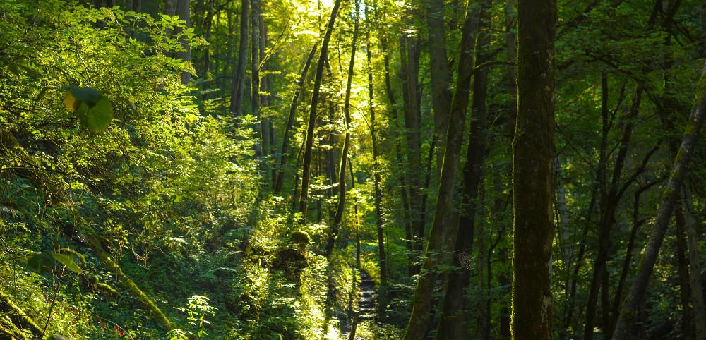 Forsteinrichtung für den Gemeindewald Wutach