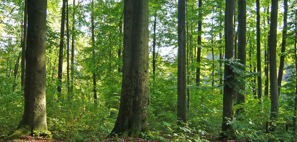 Forsteinrichtung im Körperschaftswald in Baden-Württemberg