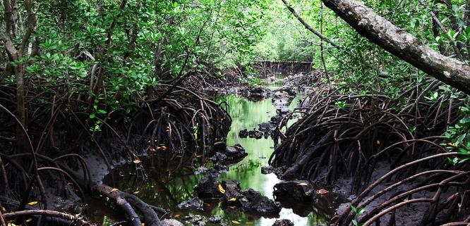 Entwicklung eines Klimaschutzprojekts in Mangrovenwäldern