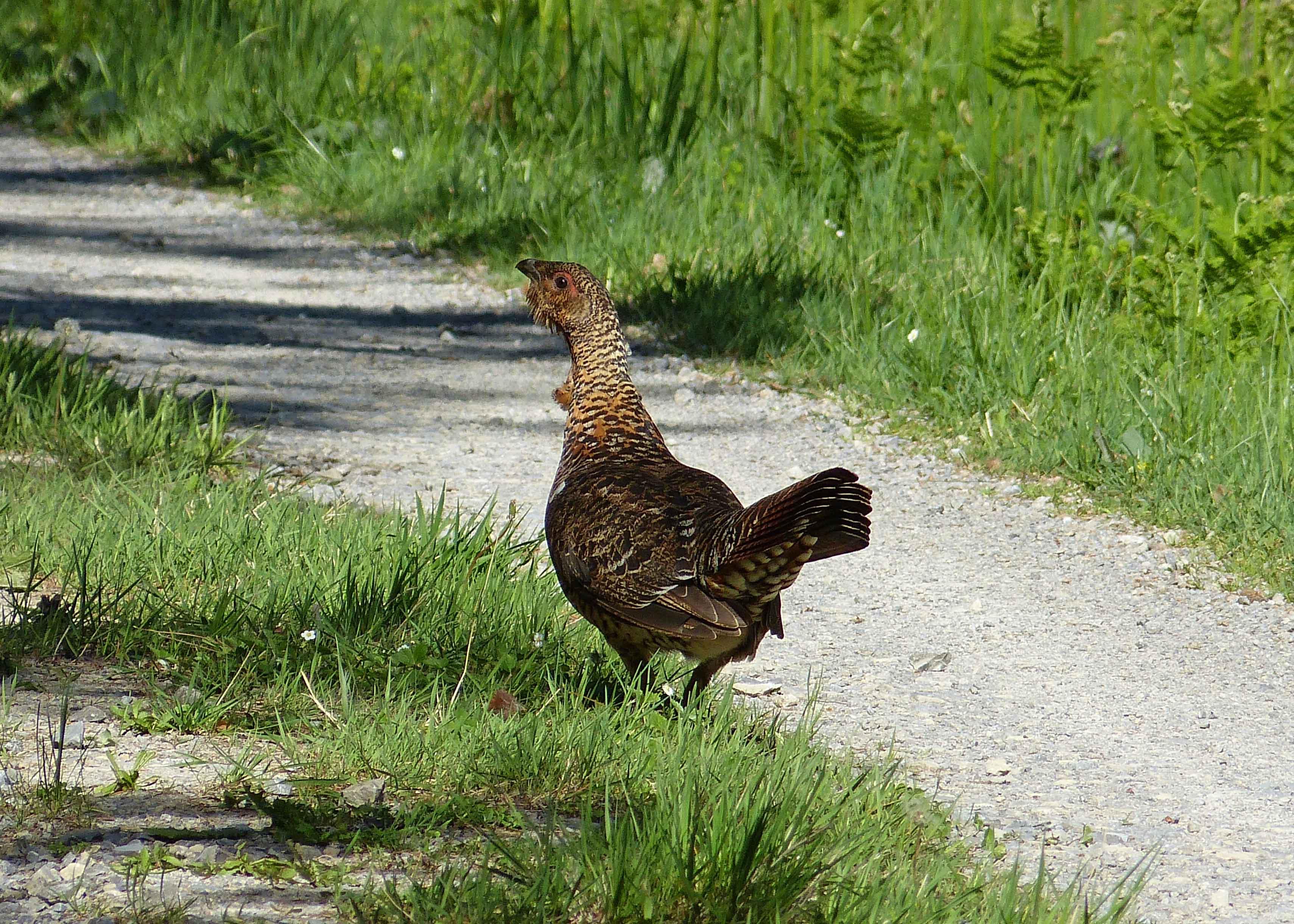 Waldvogelkartierung im Vogelschutzgebiet Nordschwarzwald