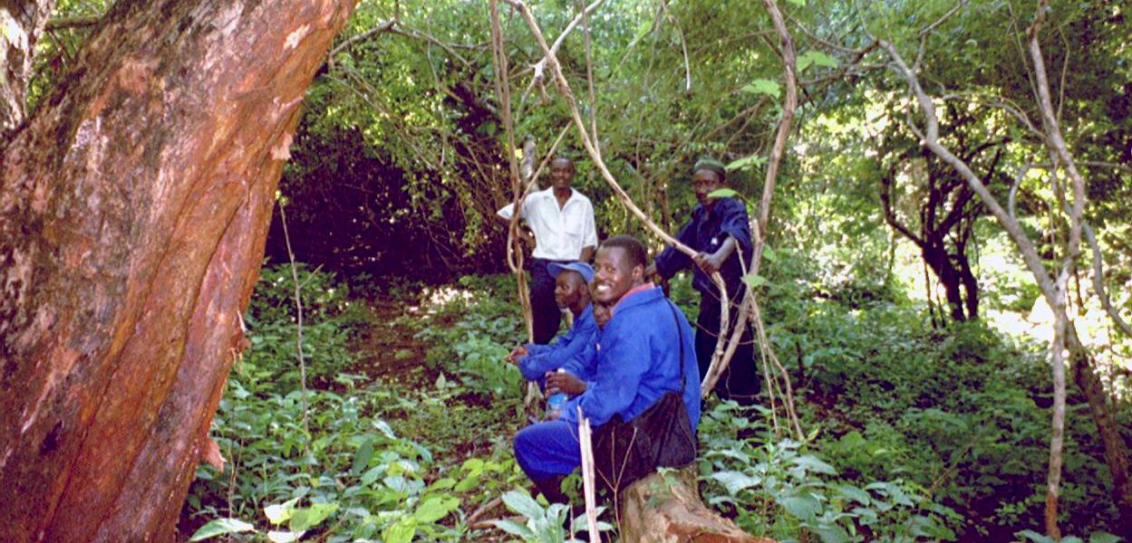 Monitoring von Miombo Wäldern
