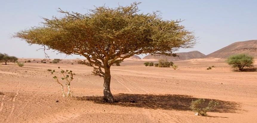 Ländliche Entwicklung und Anpassung an den Klimawandel
