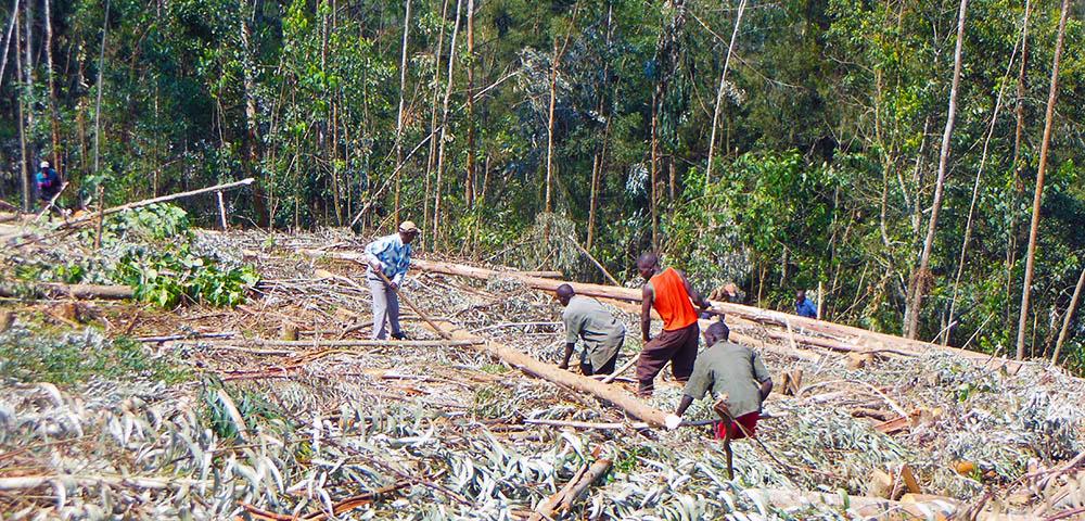 Schulwald und Ausbildungsmodule zu Waldbau