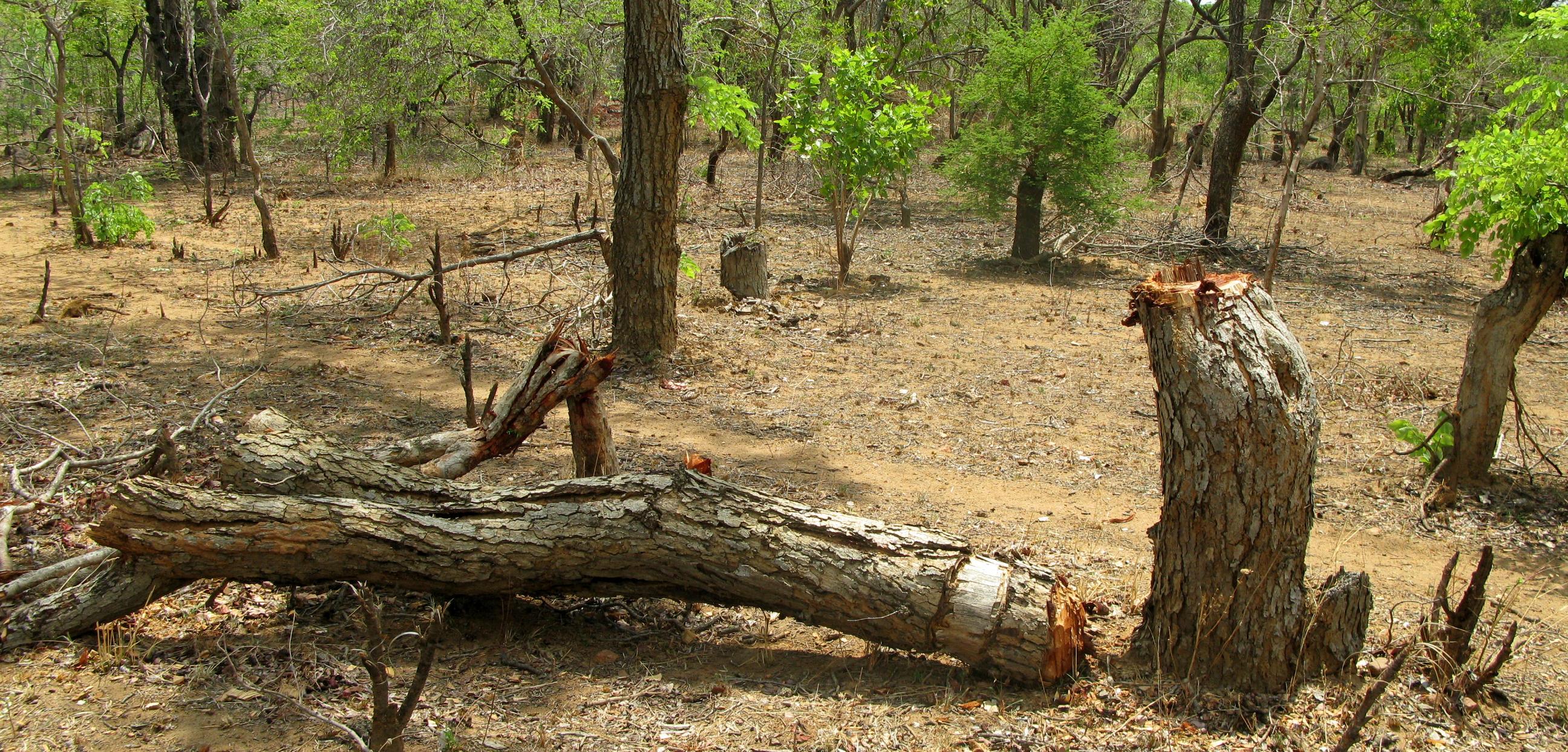 Rahmenbedingungen für REDD+ Aktivitäten in Luangwa Valley