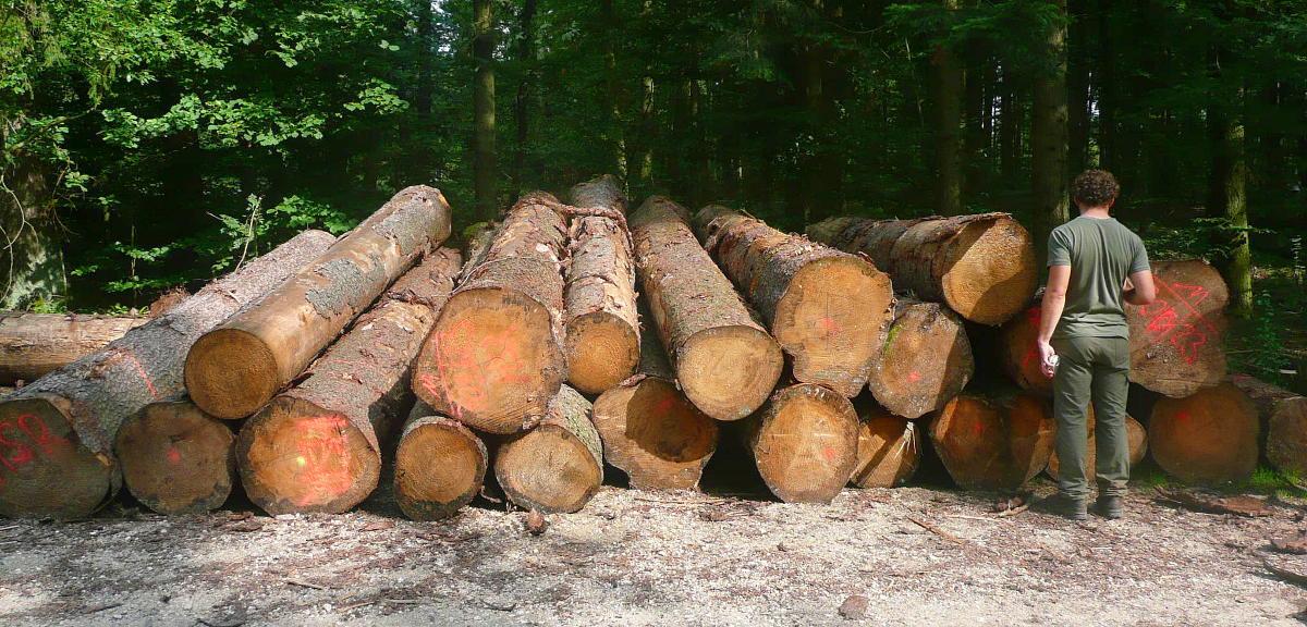 Eigenständige Holzvermarktung in der Pfalz