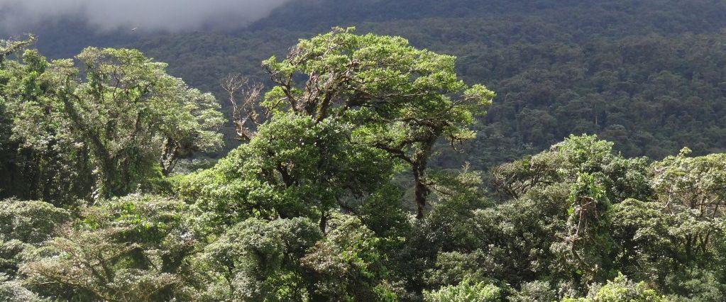 Machbarkeitsstudie Ressourcenschutz - Selva Maya