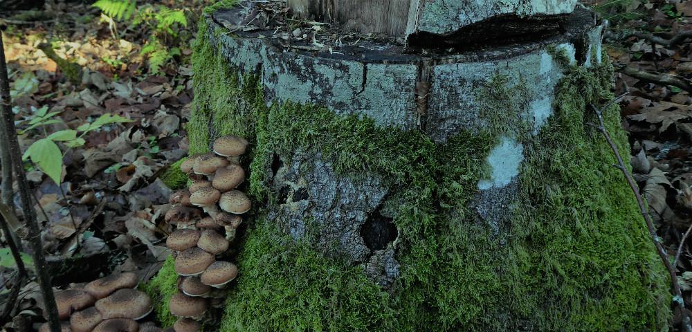 Anpassungsstrategien für den Südschwarzwald