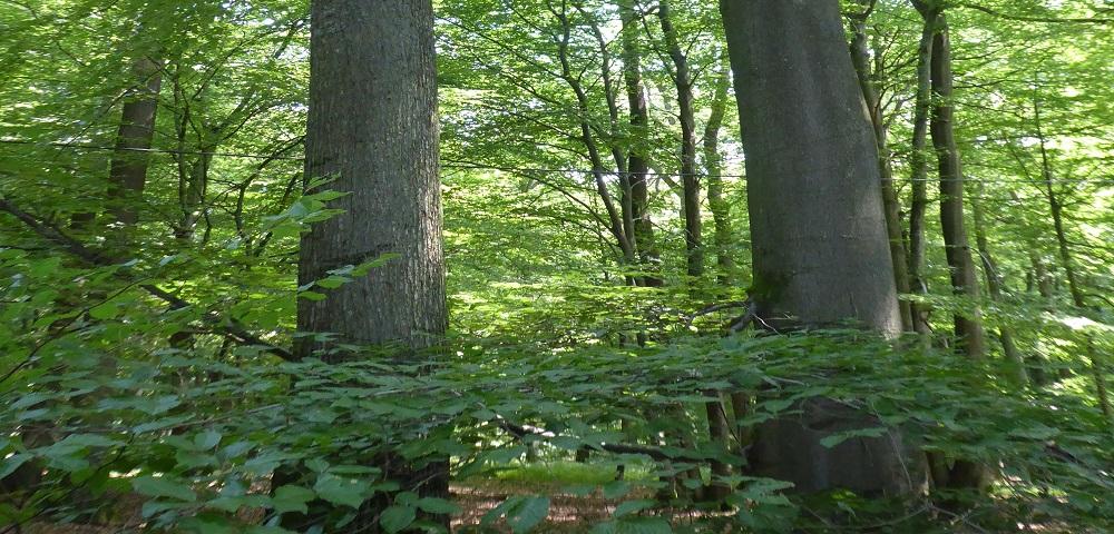 Bestattungswald Traben-Trarbach