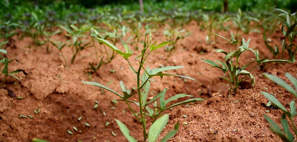 Verifizierung des Projekts "landwirtschaflicher Kohlenstoff"